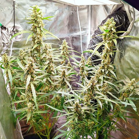Orion F1 #2 growlog timeline photo