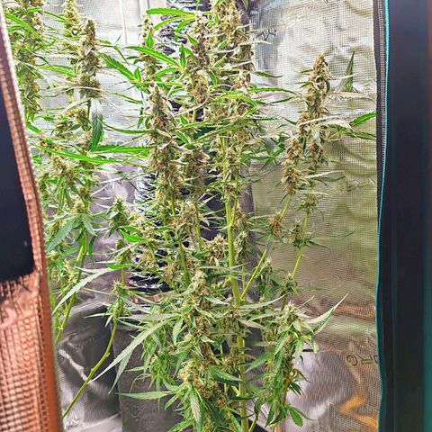 Orion F1 #2 growlog timeline photo