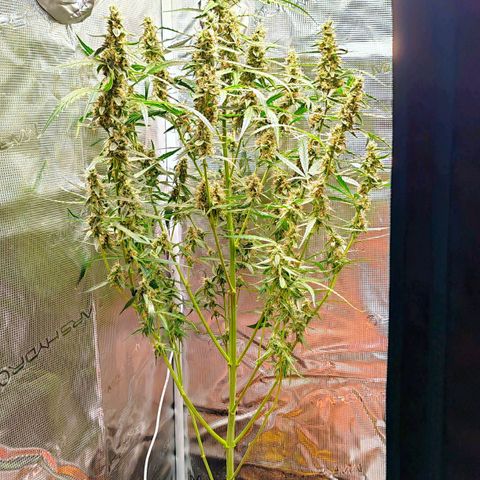 Orion F1 #1 growlog timeline photo