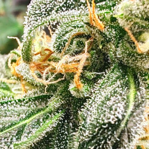 Orion F1 #2 growlog timeline photo