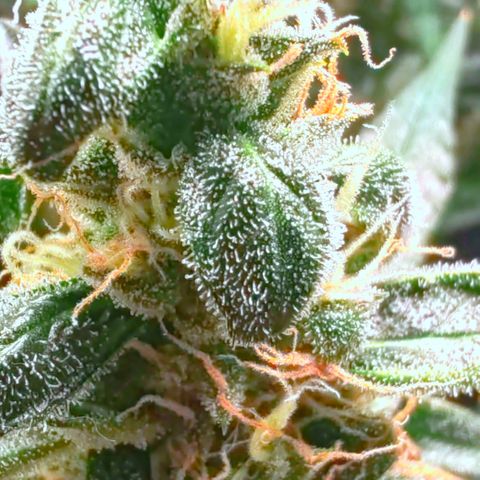 Orion F1 #1 growlog timeline photo