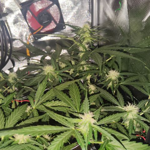 Cordula growlog timeline photo