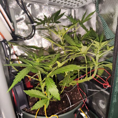 Cordula growlog timeline photo