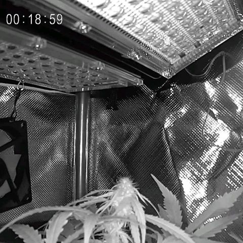 Cordula growlog timeline photo