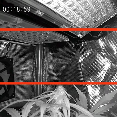 Cordula growlog timeline photo