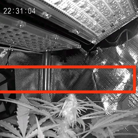 Cordula growlog timeline photo