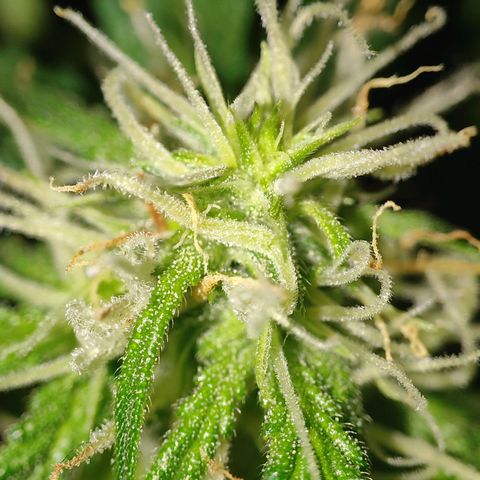 Cordula growlog timeline photo