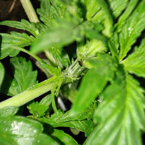 Cordula growlog timeline photo