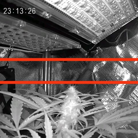 Cordula growlog timeline photo
