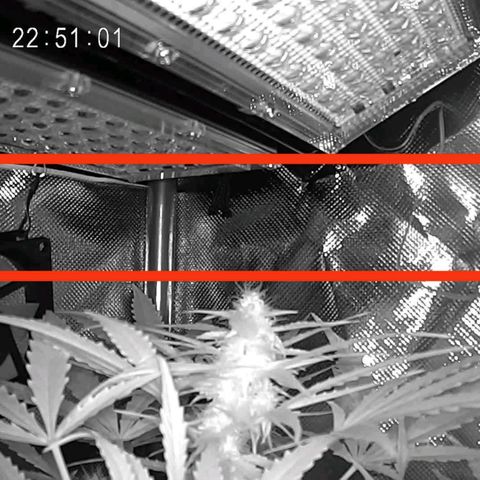 Cordula growlog timeline photo