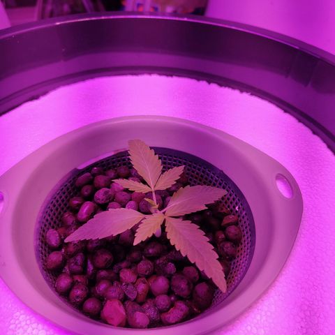 Black lebanon the beast  growlog timeline photo
