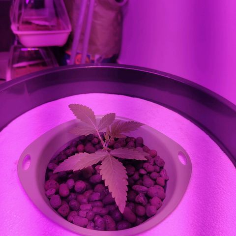 Black lebanon the beast  growlog timeline photo