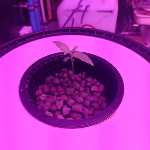 Black lebanon  growlog timeline photo