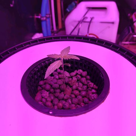 Black lebanon  growlog timeline photo