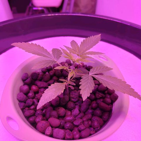 Black lebanon the beast  growlog timeline photo