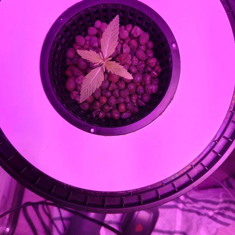 Black lebanon  growlog timeline photo