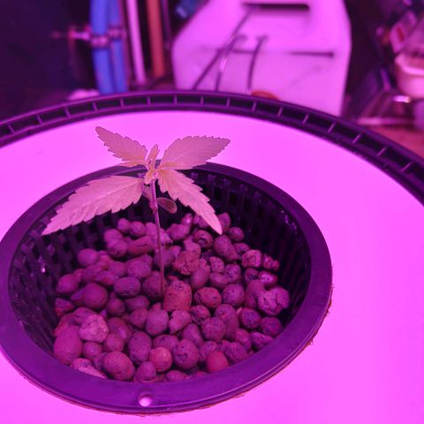 Black lebanon  growlog timeline photo
