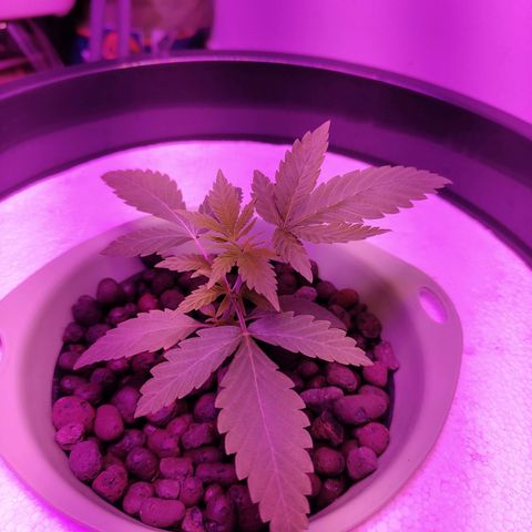 Black lebanon the beast  growlog timeline photo