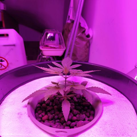 Black lebanon the beast  growlog timeline photo