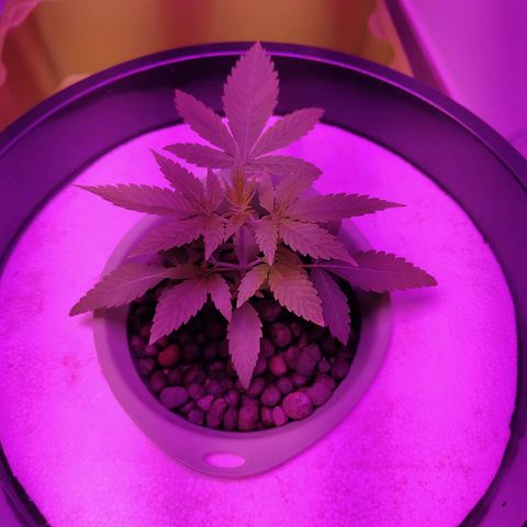 Black lebanon the beast  growlog timeline photo