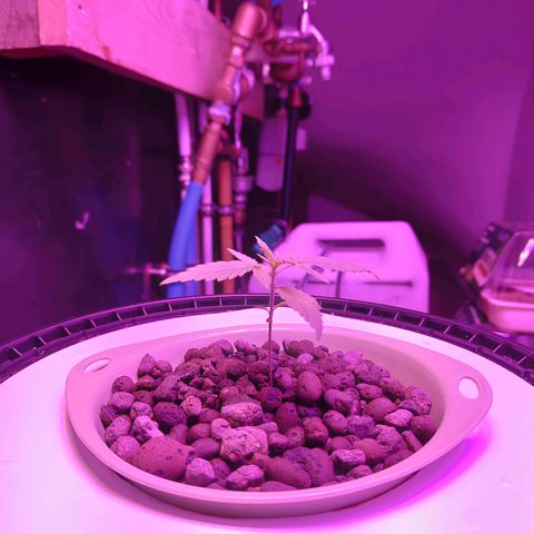 Black lebanon  growlog timeline photo