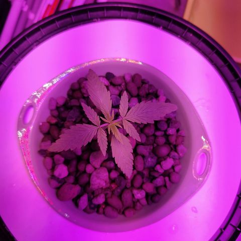 Black lebanon  growlog timeline photo