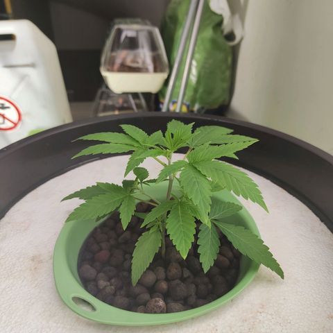 Black lebanon the beast  growlog timeline photo