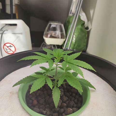Black lebanon the beast  growlog timeline photo