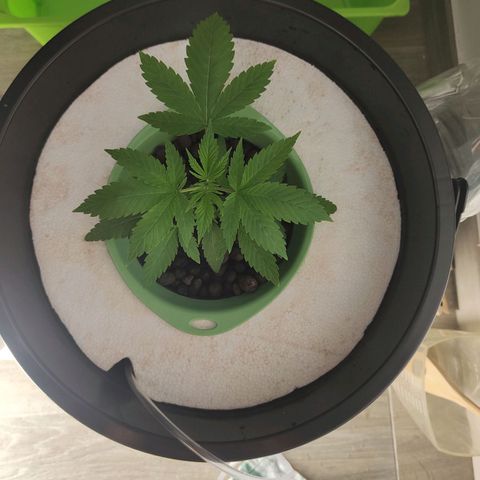 Black lebanon the beast  growlog timeline photo