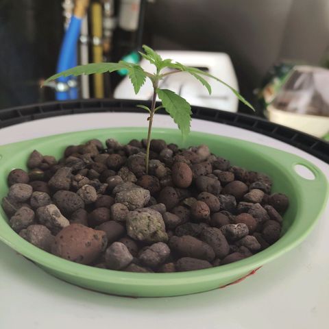 Black lebanon  growlog timeline photo