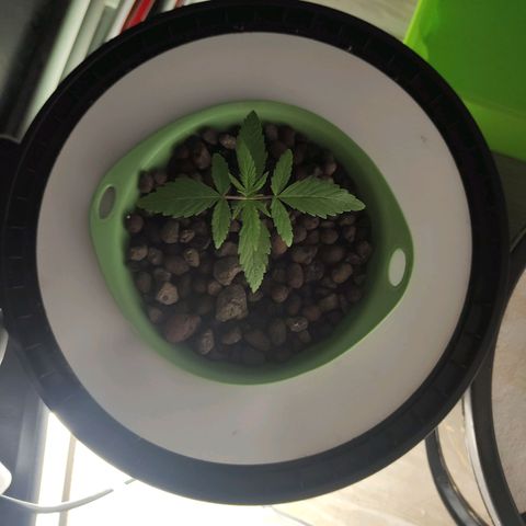 Black lebanon  growlog timeline photo