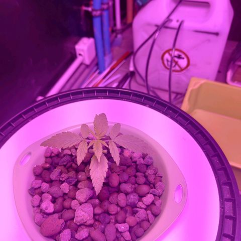 Black lebanon  growlog timeline photo