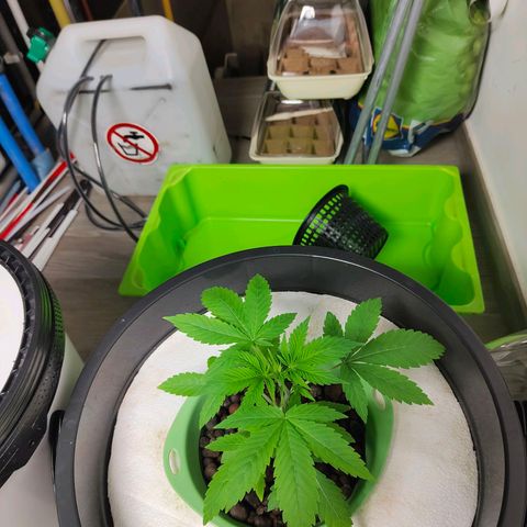 Black lebanon the beast  growlog timeline photo