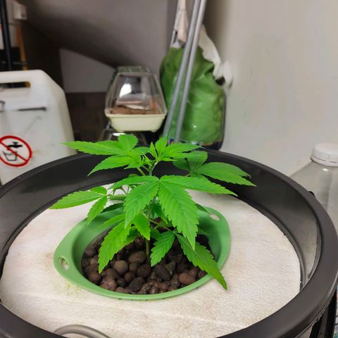 Black lebanon the beast  growlog timeline photo