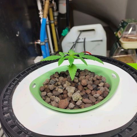 Black lebanon  growlog timeline photo