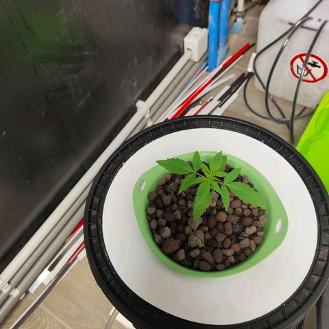 Black lebanon  growlog timeline photo