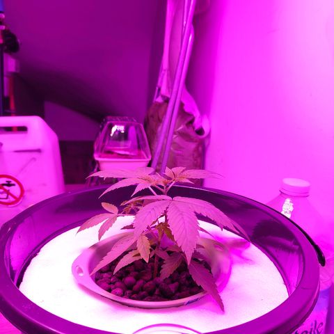 Black lebanon the beast  growlog timeline photo