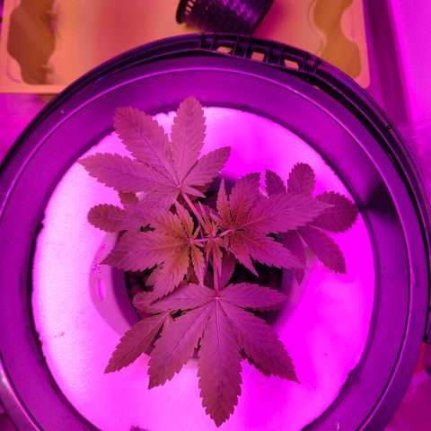 Black lebanon the beast  growlog timeline photo