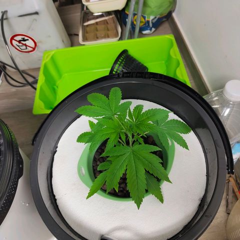 Black lebanon the beast  growlog timeline photo