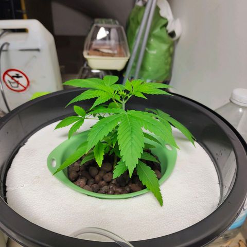 Black lebanon the beast  growlog timeline photo