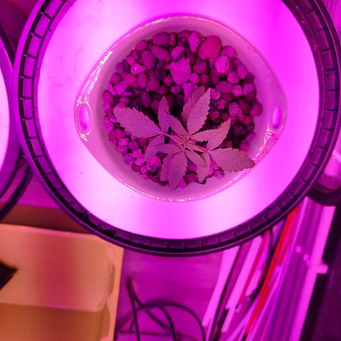 Black lebanon  growlog timeline photo