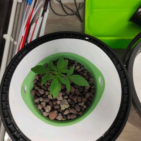 Black lebanon  growlog timeline photo