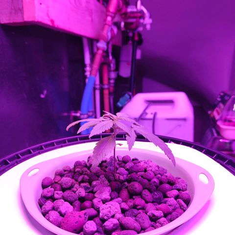 Black lebanon  growlog timeline photo