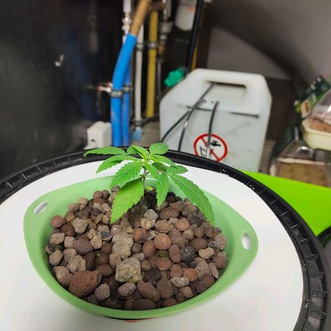 Black lebanon  growlog timeline photo
