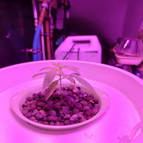 Black lebanon  growlog timeline photo