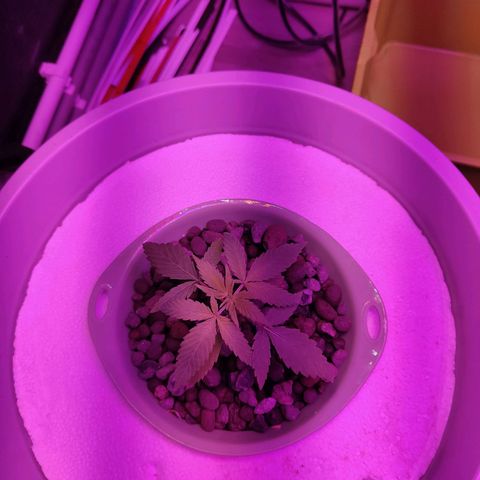 Black lebanon  growlog timeline photo