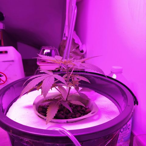 Black lebanon the beast  growlog timeline photo