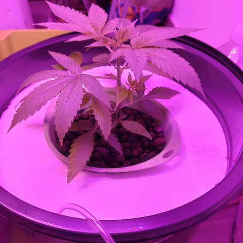 Black lebanon the beast  growlog timeline photo