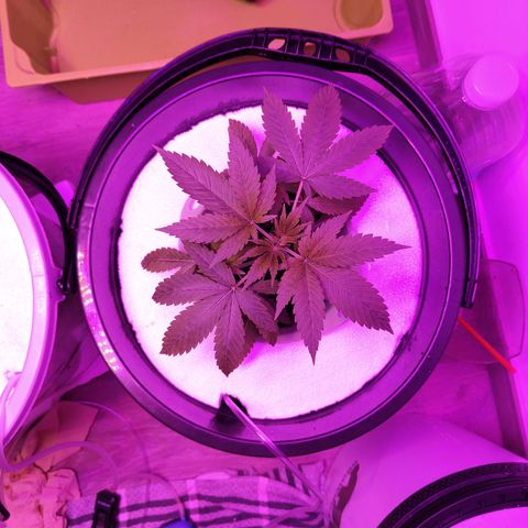 Black lebanon the beast  growlog timeline photo