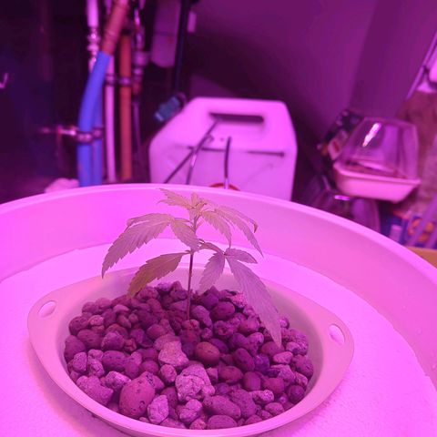 Black lebanon  growlog timeline photo
